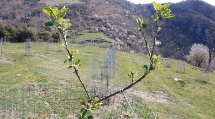 Les pomeres plantades a Rocabruna, al Ripollès. ACN