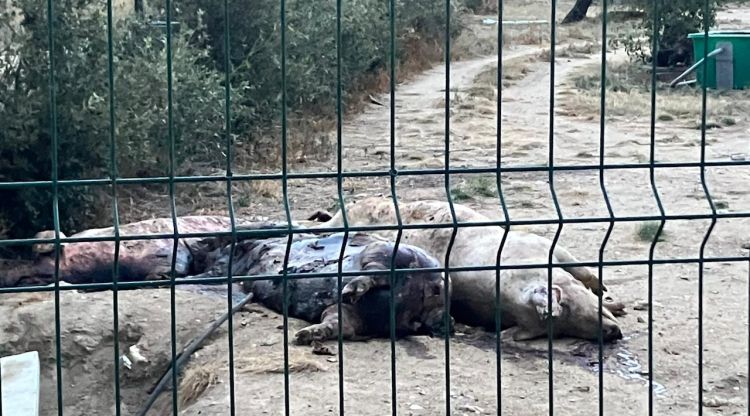 Alguns porcs morts en descomposició estirats en un marge d'una granja de Cantallops