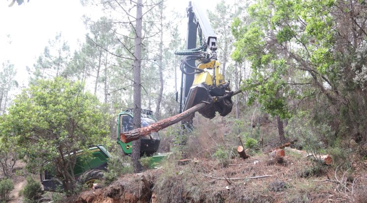 Una màquina talla un pi de petites dimensions en un bosc de Santa Coloma de Farners. ACN