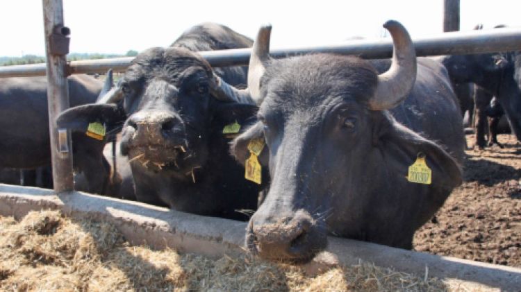 Algunes de les 1.200 búfales que hi ha a la granja de Palau-saverdera