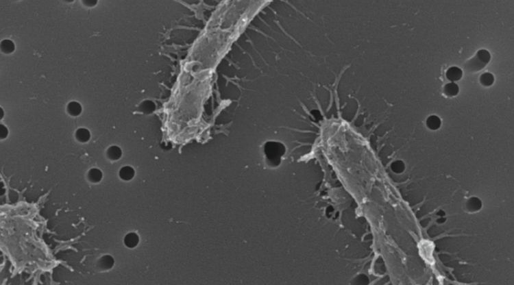 Una imatge d'un dels bacteris descoberts der l'ICM-CSIC
