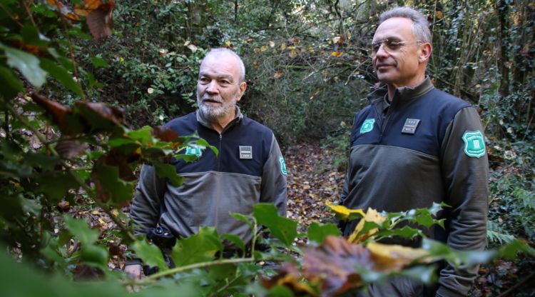 Dos agents rurals, inspeccionant un boix grèvol a Bescanó. ACN