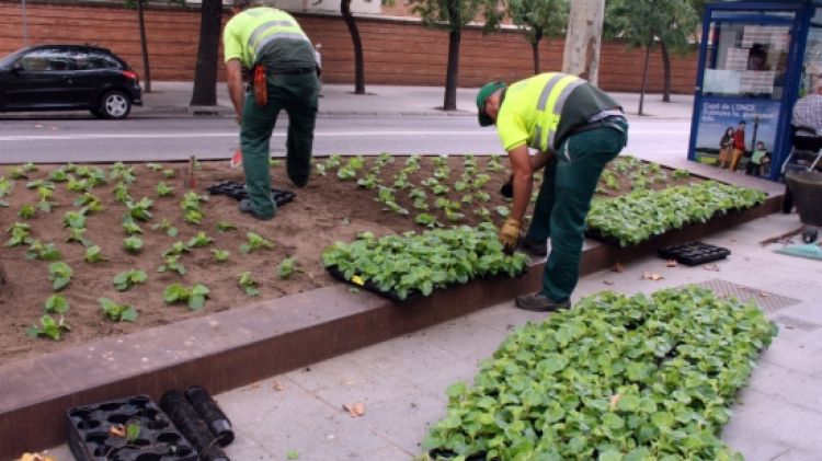Uns jardiners treballant en una zona verda de Barcelona © ACN