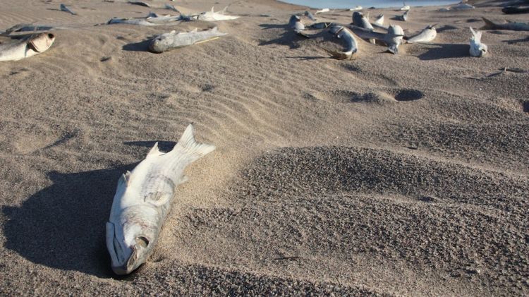 Centenars de peixos han aparegut morts a la desembocadura del riu Daró, a la platja de Pals © ACN