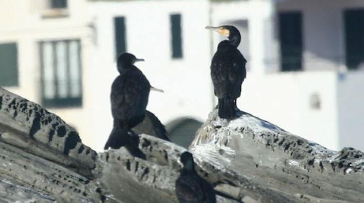 Corb marins que han estat observats durant el cens © ACN