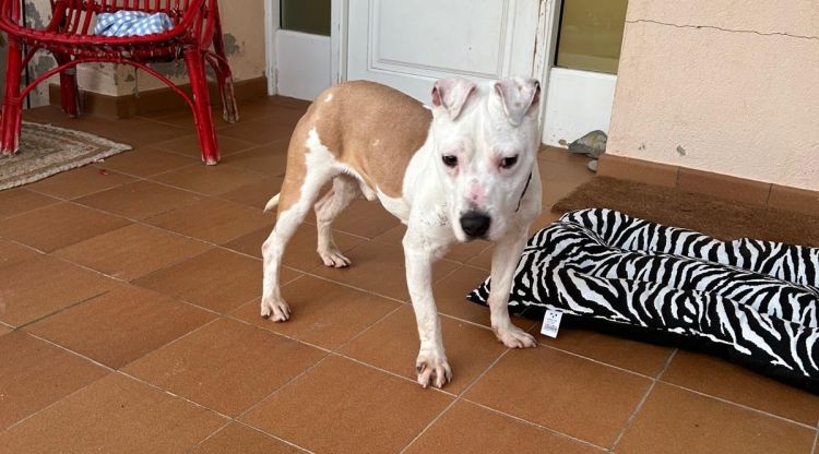 En Cocu, fotografiat a casa seva