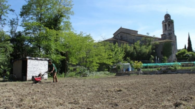 Imatge d'una de les feixes conreades en el projecte que porta per nom 'Les hortes de Cala Flora' © ACN