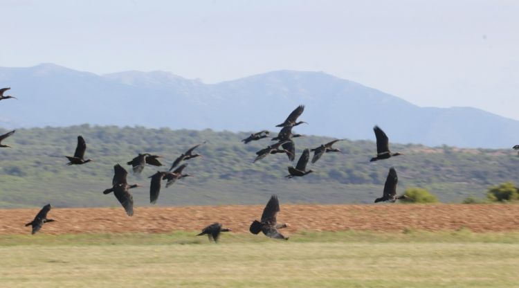 Exemplars d'ibis ermitans sobrevolen l'Empordà després d'arribar dins del projecte de migració assistida Waldrapp Team. ACN