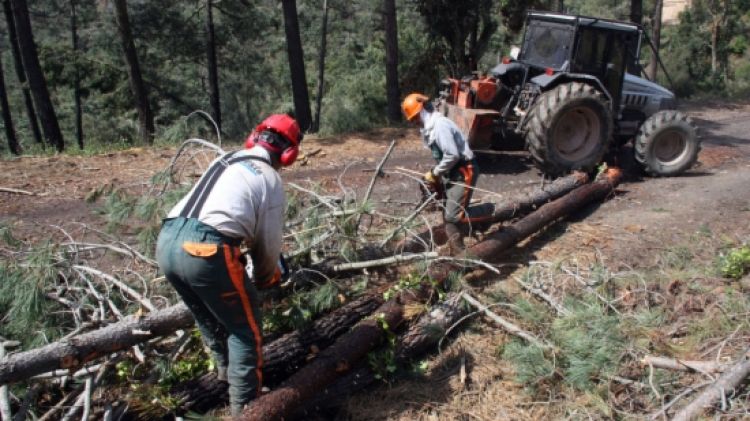 Operaris netejant el bosc situat a cavall de la carretera que va des de Llagostera fins a Tossa de Mar © ACN