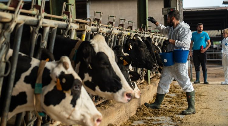 Un veterinari vacunant caps de bestiar boví en una granja a l'Alt Empordà