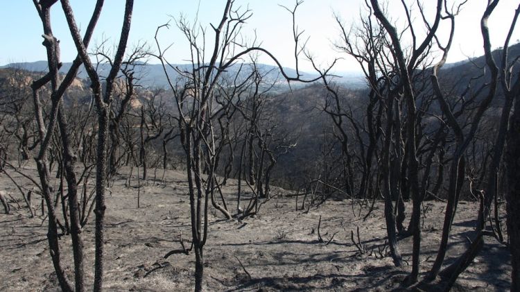L'incendi ha cremat un perímetre de 500 hectàrees del massís d'Ardenya i Cadiretes © ACN