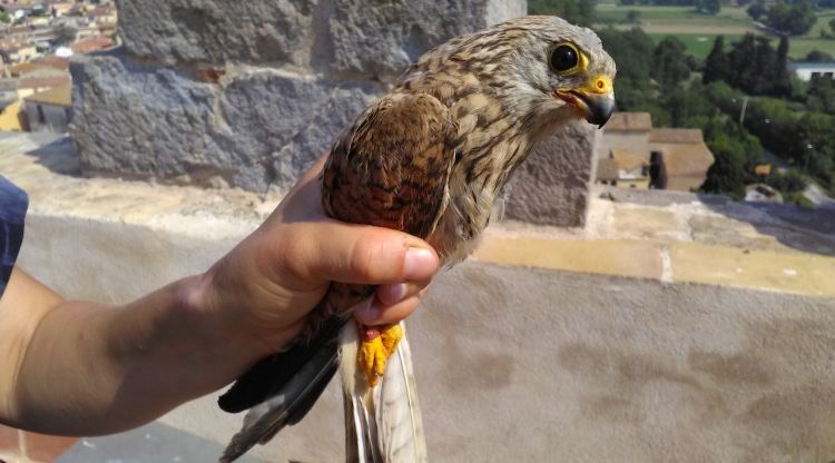 Un exemplar de xoriguer petit a Castelló d'Empúries (arxiu)