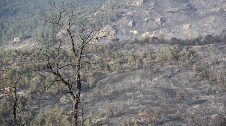 El foc del Baix Empordà ja ha entrat en fase de control i ha cremat una superfície de 393 hectàrees © ACN