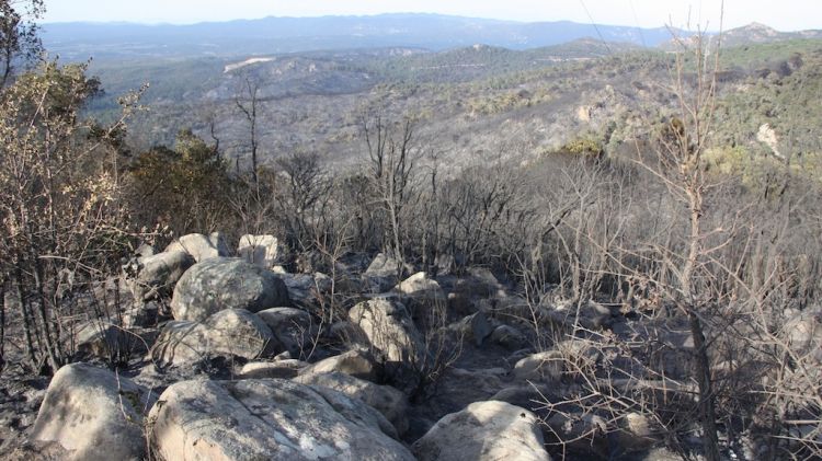 El foc del Baix Empordà ha cremat una superfície de 393 hectàrees © ACN