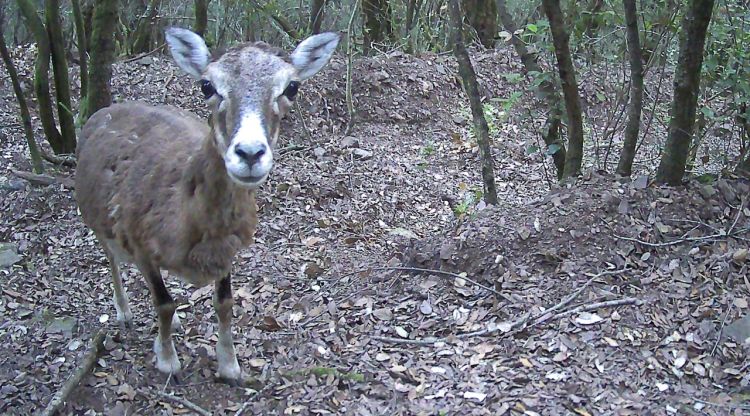 Un animal mirant a la càmera del foto trampeig. ACN