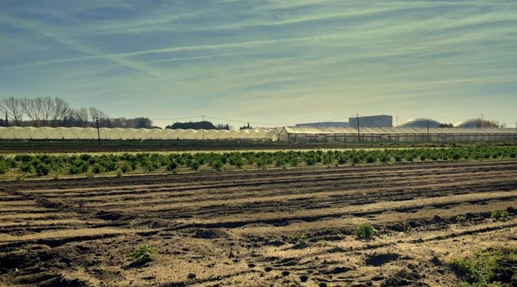 Un camp a Blanes, de l'Espai Agrari de la Baixa Tordera