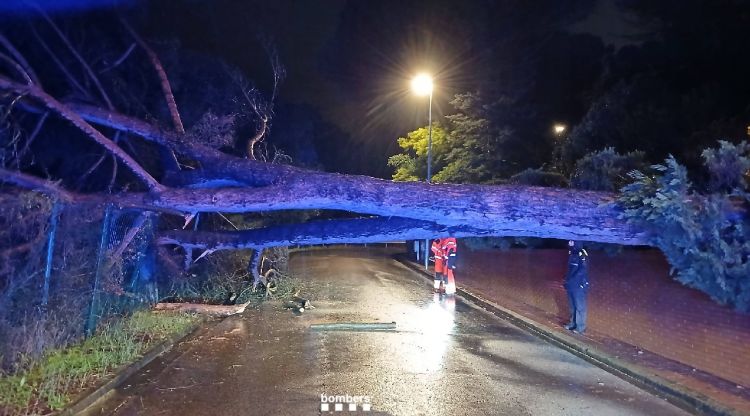 L'arbre caigut al carrer Triola de Girona