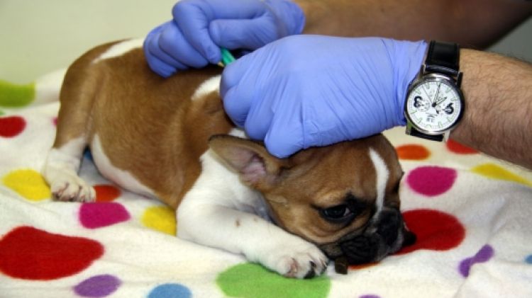 Un gos rebent l'atenció d'un veterinari © ACN