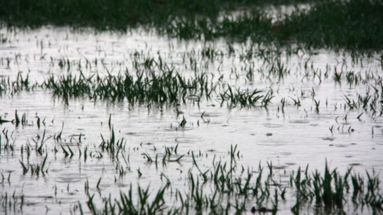 Un camp de cereals inundat per les darreres pluges © ACN