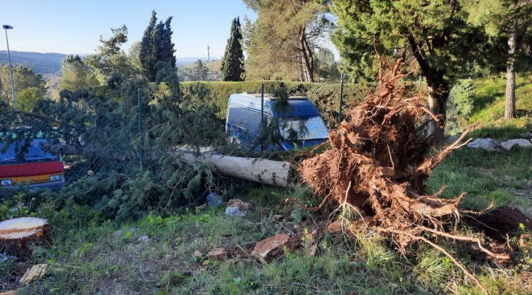 Un arbre caigut a la ronda de Font Roig de Girona, aquest matí