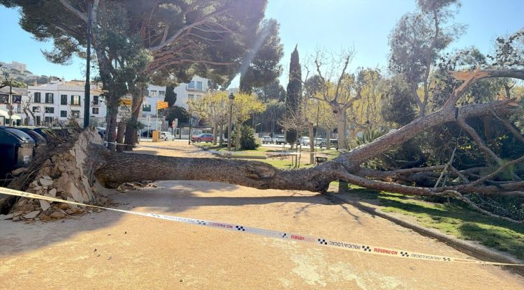 Un arbre caigut a la zona dels jardins de Juli Garreta