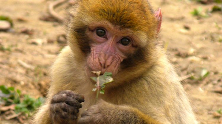 En Titin, un dels macacos de la Fundació Mona © ACN