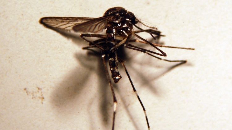 Imatge d'un mosquit tigre © ACN