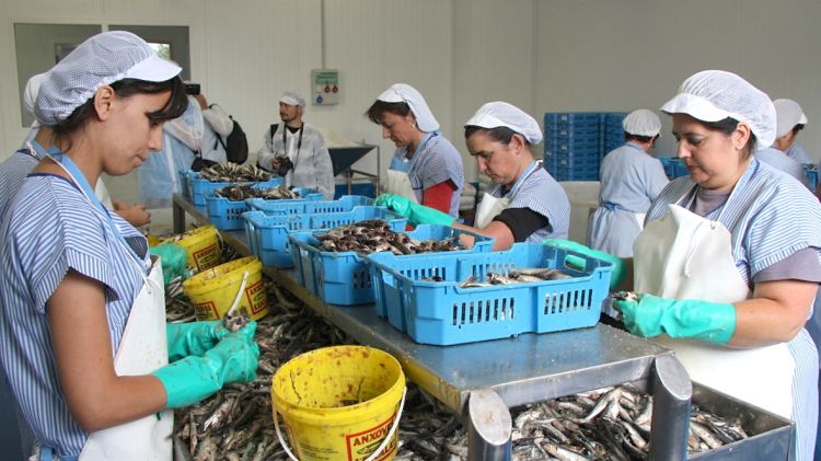 Anxoves de l'Escala destina el 80% de la seva producció al mercat català © ACN