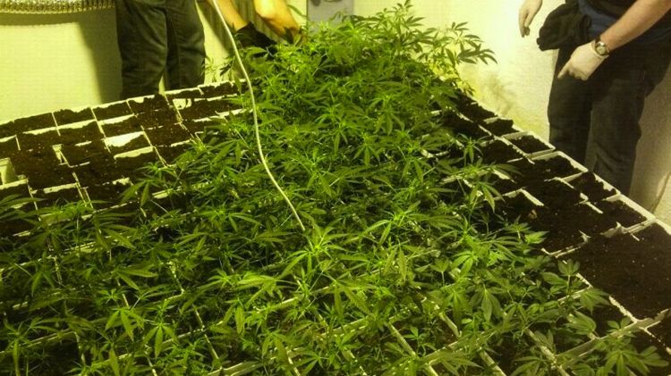 Plantes confiscades en un operatiu a Torroella de Montgrí (arxiu)