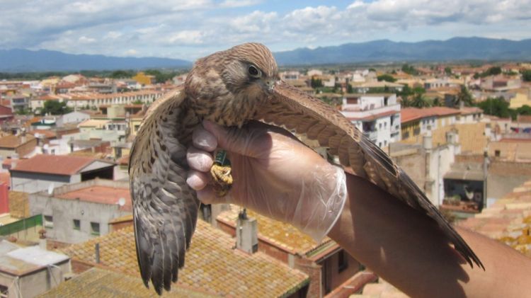 Un dels exemplars de xoriguer petit que s'han alliberat a Castelló d'Empúries