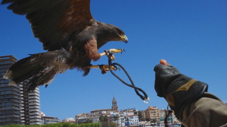 Un dels falcons que treballaran per foragitar els gavians (arxiu)