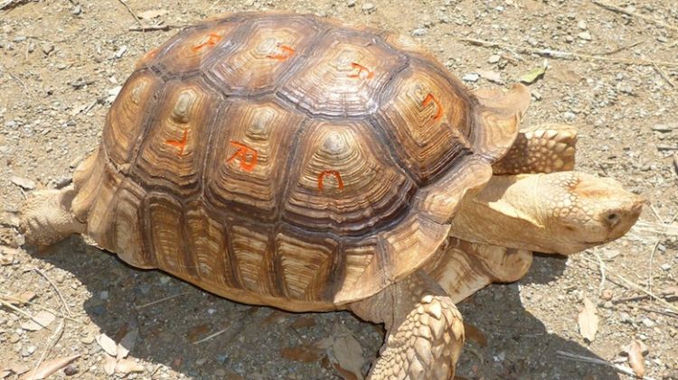 Es marcarà la closca de les tortugues © ACN