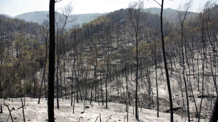 L'incendi a l'Alt Empordà va calcinar cenenars d'hectàrees (arxiu)