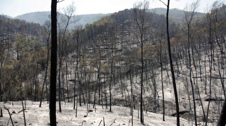 Bosc calcinat entre Terrades i Boadella © ACN