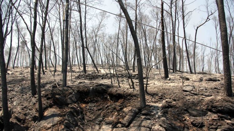 El bosc calcinat després de l'incendi © ACN