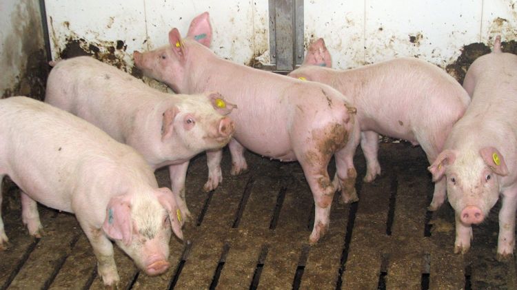 Diversos garrins en una granja de porcs (arxiu) © ACN