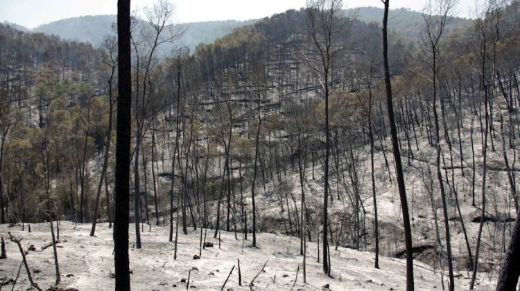 Un dels focs calcinats pel gran incendi del 2012 (arxiu) © ACN