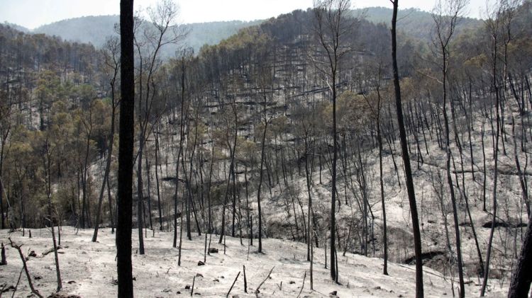 Bosc proper a la Jonquer calcinat el 2012 © ACN