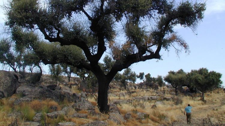 Una alzina surera que ha rebrotat nou mesos després d'haver estat cremada © ACN