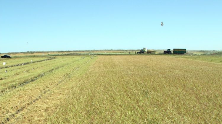 L'arròs bomba és una de les varietats més primerenques al Delta de l'Ebre © ACN