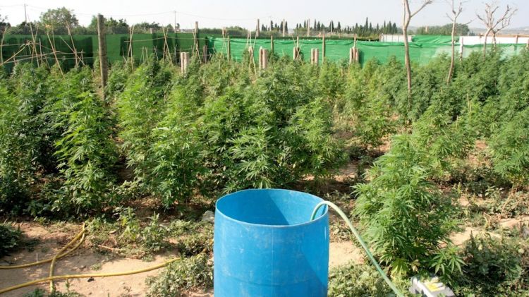 Imatge de la plantació de marihuana de Cabanes © ACN