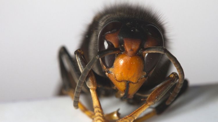 Un exemplar de vespa asiàtica reina capturada a l'Alt Empordà l'any passat © ACN