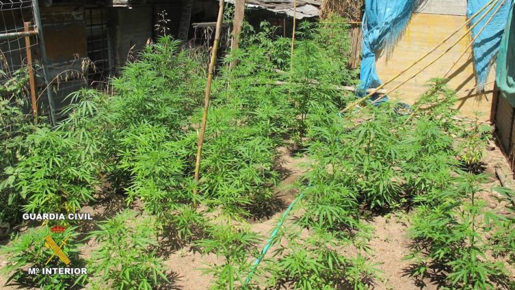 La plantació de marihuana a la casa situada entre Tossa de Mar i Sant Feliu de Guíxols © ACN