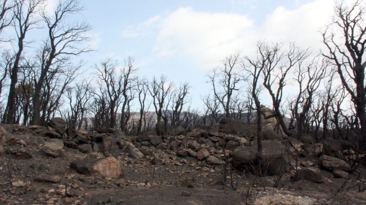 Els boscos cremats entre la Jonquera i Cantallops estan inclosos en el mapa eòlic © ACN