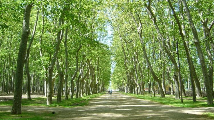 La devesa de Girona © Andreu Bassols