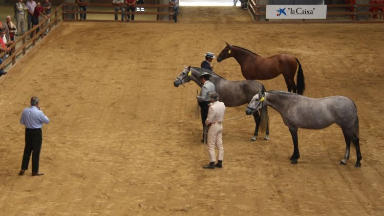 Alguns dels cavalls que participen al primer Campionat de Catalunya de cavalls de pura raça espanyola © ACN
