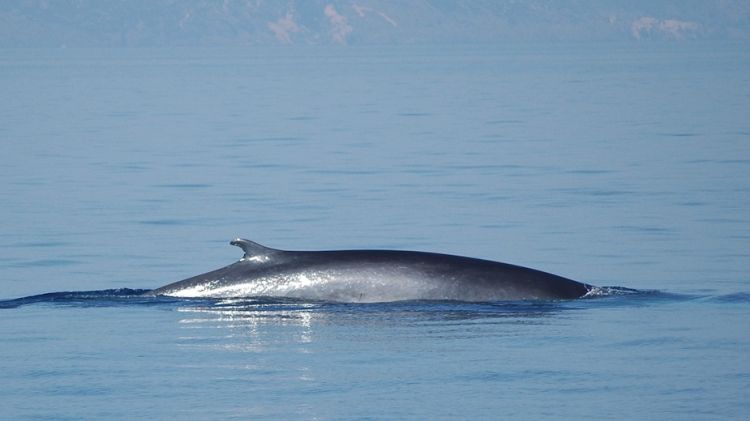 Un dels tres rorquals davant del Pla de Tudela al Cap de Creus © ACN