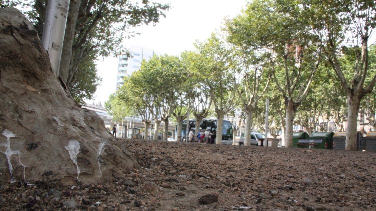 Diverses defecacions en un arbre i al terra de la plaça Poeta Marquina © ACN