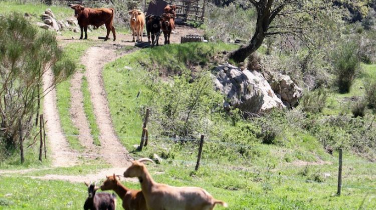 Una pastura situada al terme municipal d'Albanyà © AG