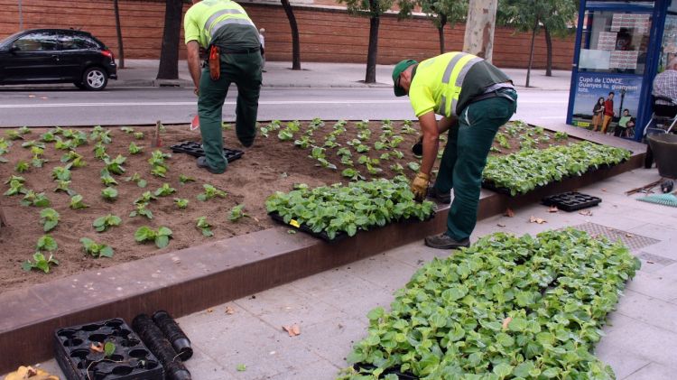 Dos operaris renoven les flors d'una plaça de Barcelona © ACN